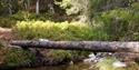 tree lies above a small stream on the hiking trail at Blefjell