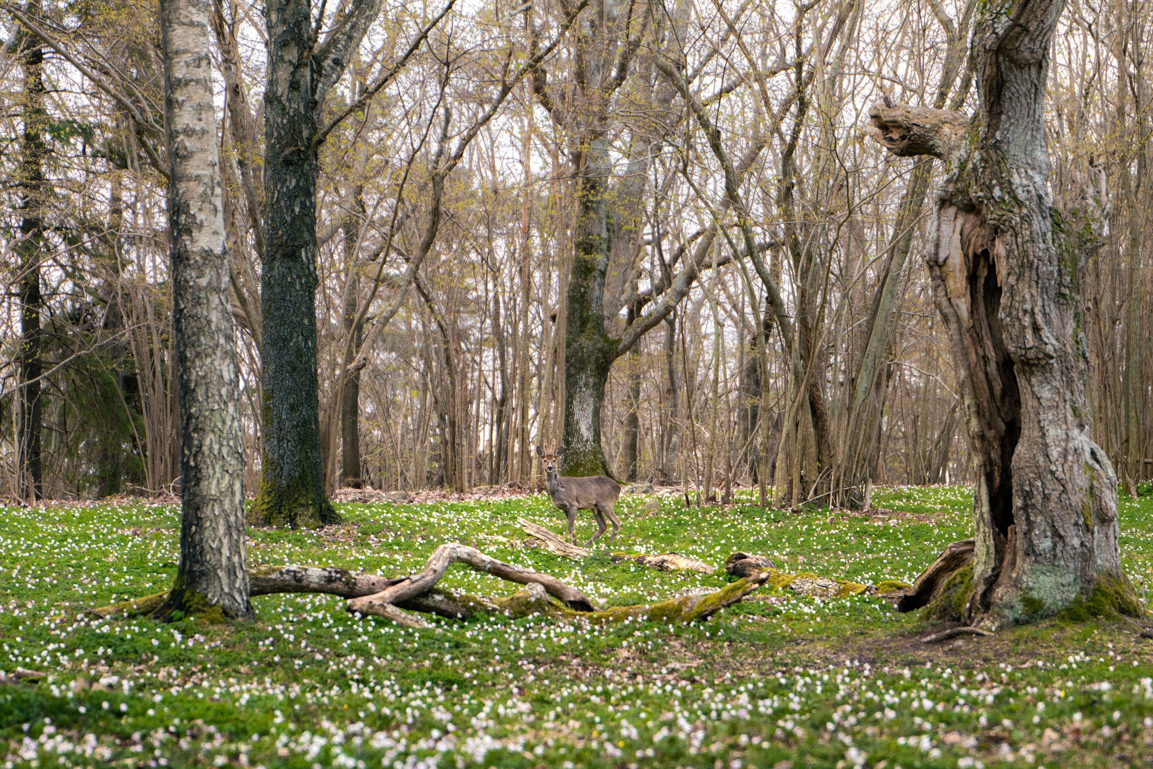 Wood Anemones Blooming