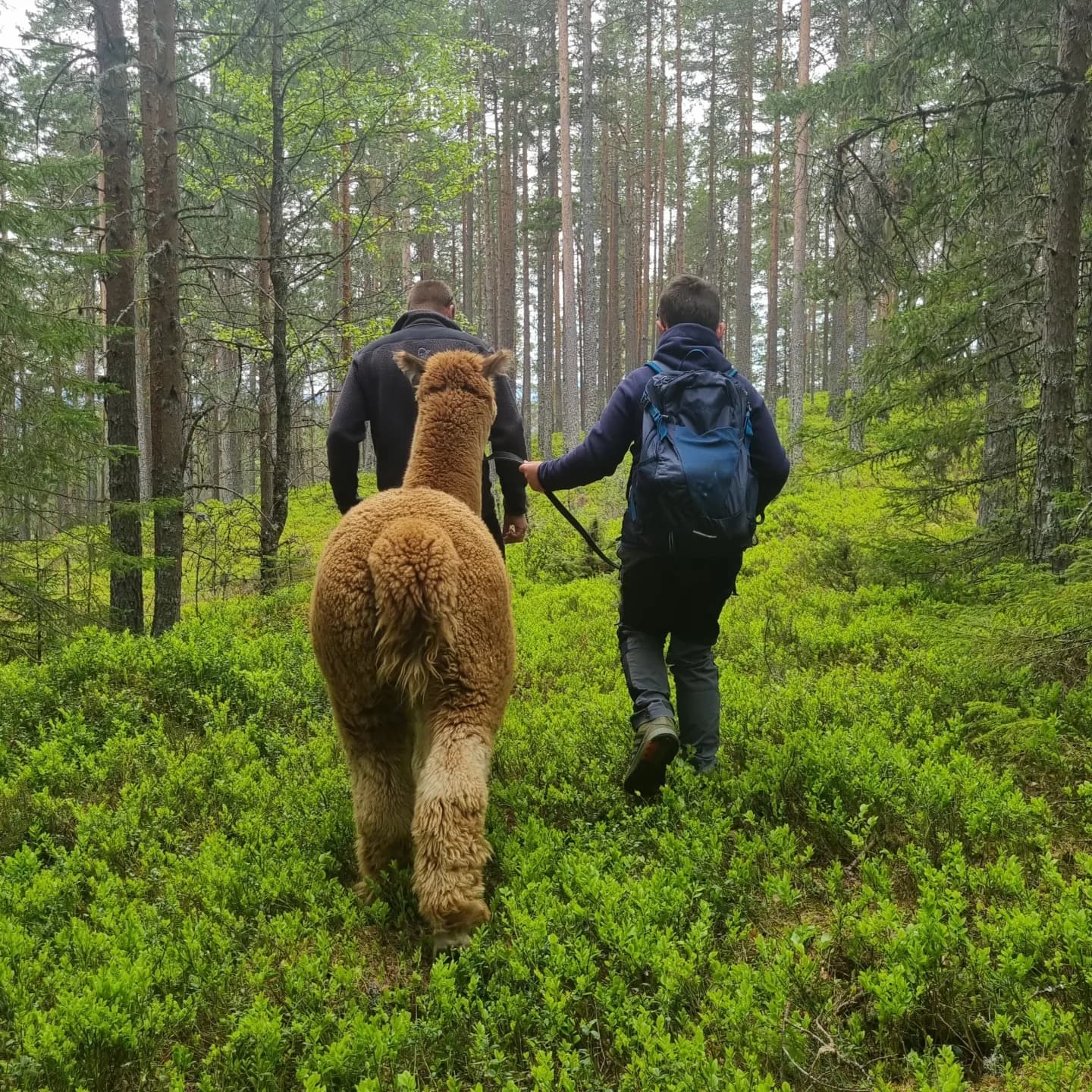 Alpaca/Goat Hike