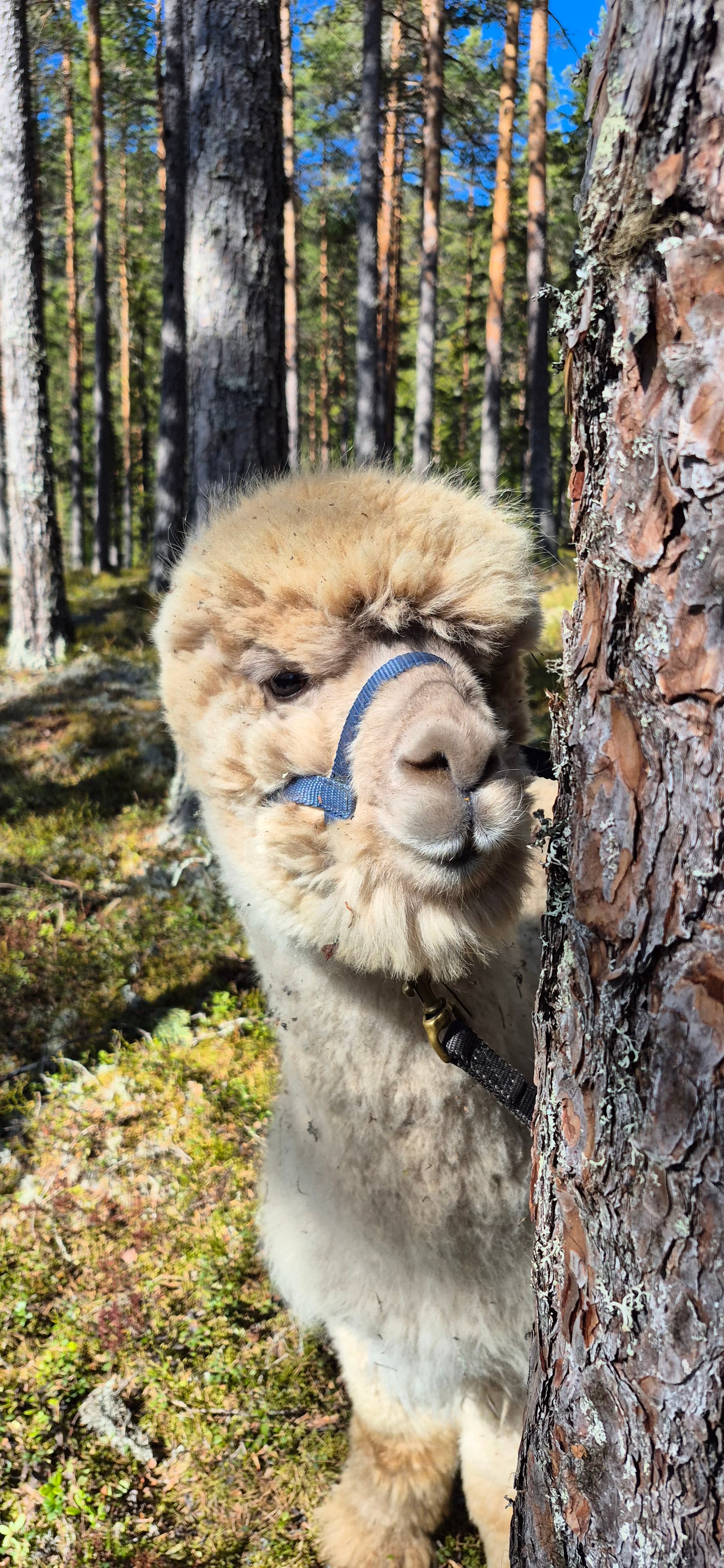 Alpaca/Goat Hike