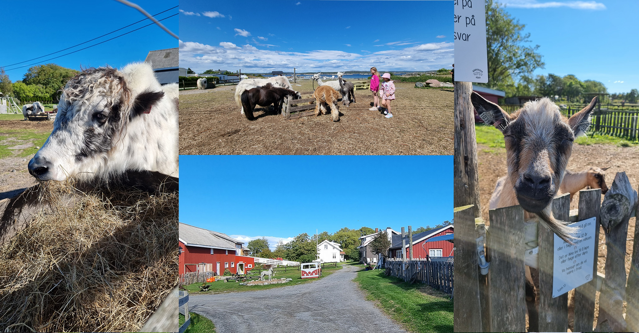 Ulike dyr på Gundersen gård på Jomfruland