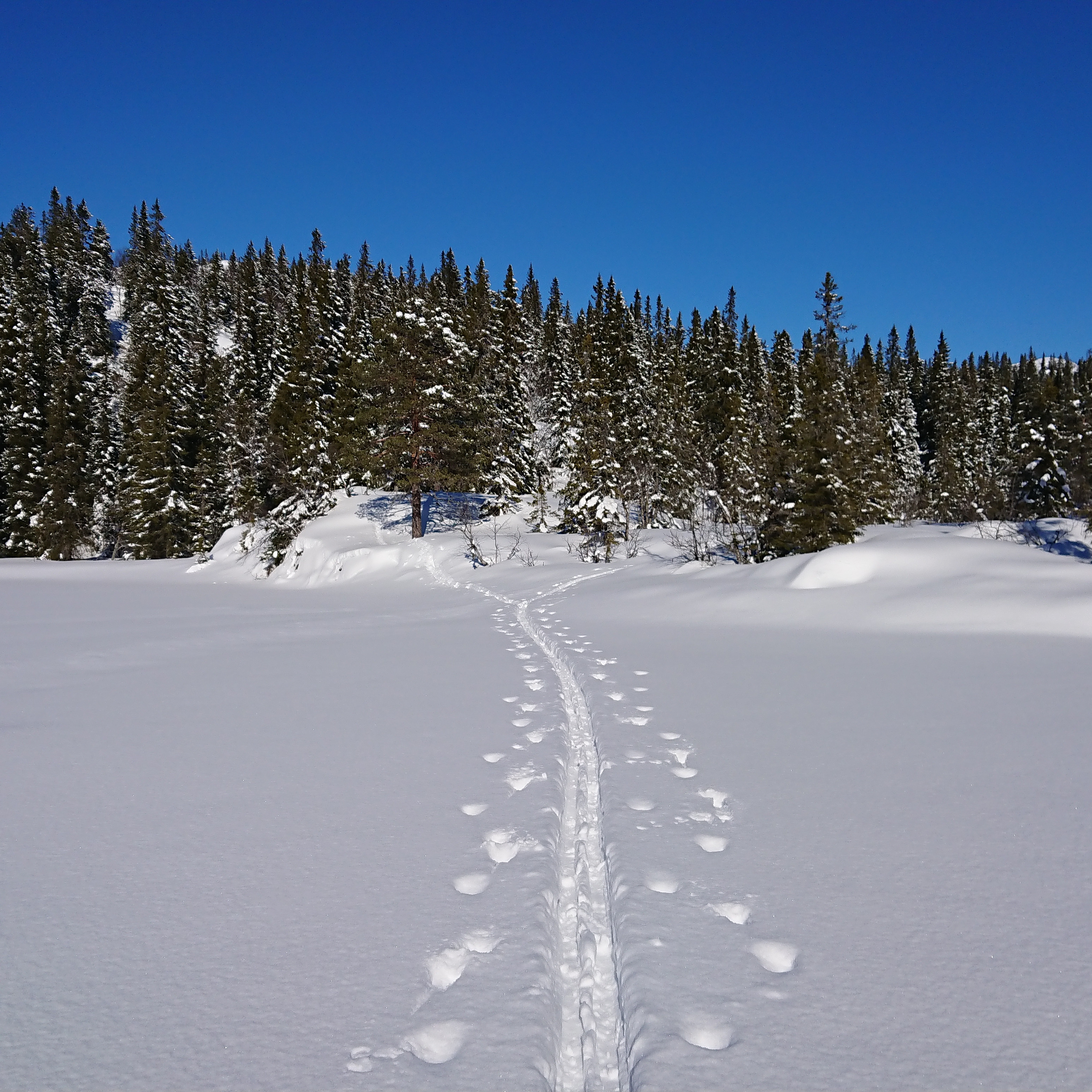 Høydalsmo in winter - Cross Country in Høydalsmo, Tokke - Dalen