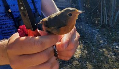 Bird safari to Jomfruland island