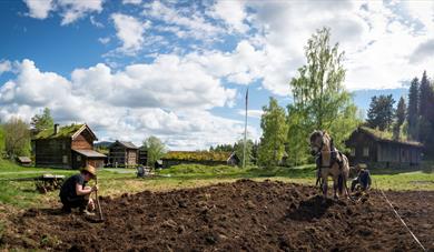 Museumsbonden arbeider på åkeren