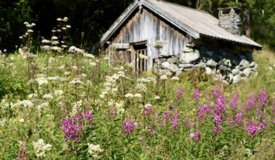 Innføring i ville, lokale nyttevekstar