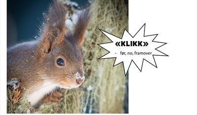 Klikk! - eit bileteshow av Jostein Hellevik