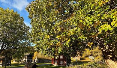 Lauving og oppsett av lauvstakk