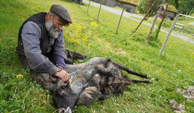 Klypping av sau på gamlemåten