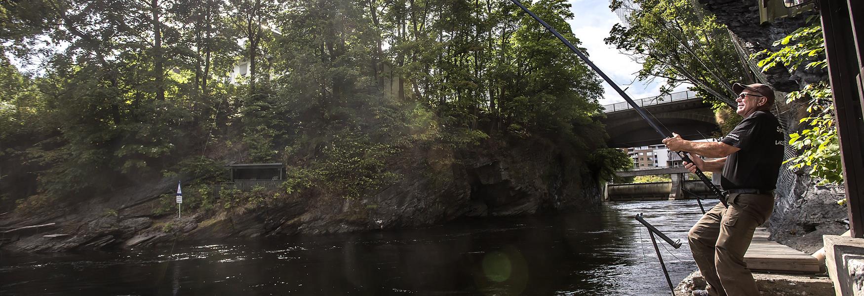 Salmon fishing in Klosterfoss