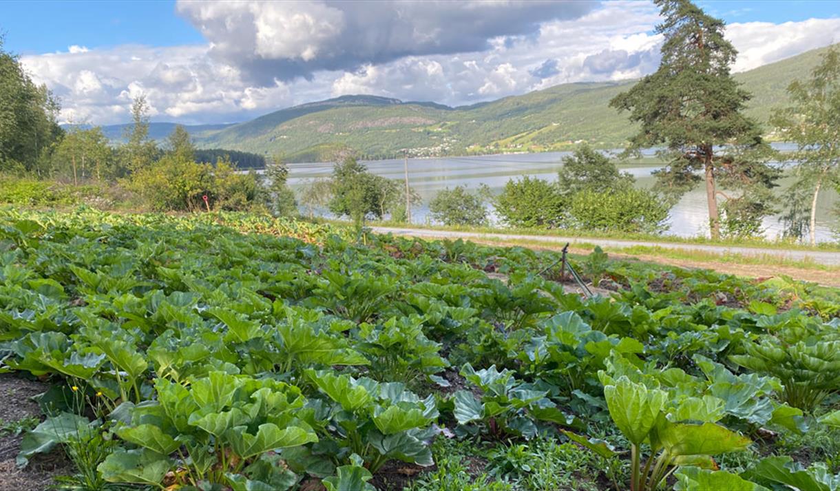 rhubarb plants at Sanden and Lie