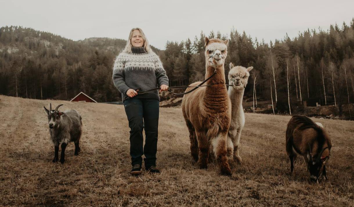 Alpaca walking at Midtbøen Farm