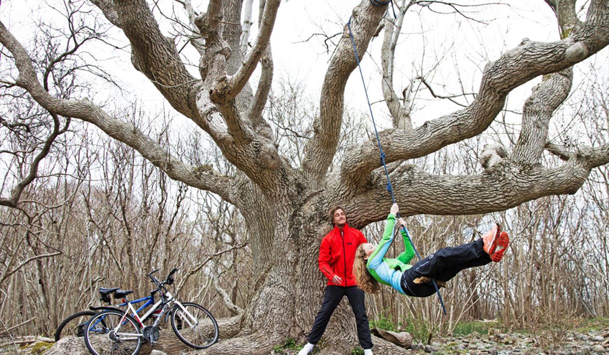 large tree on island Jomfruland