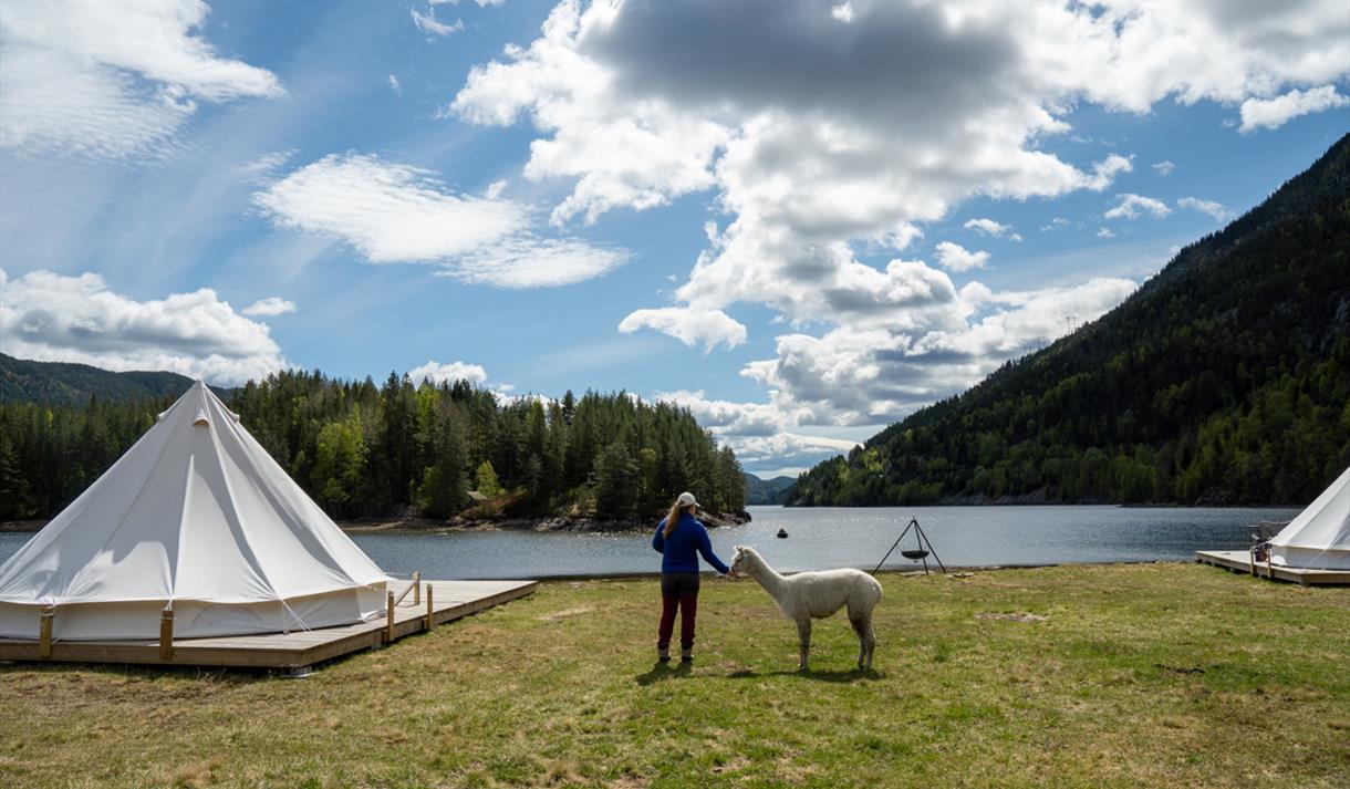 Glamping tent at Busnes Alpakka Glamping