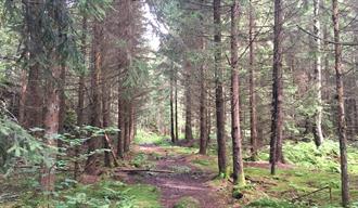 Path through the wood at Sandøya in Porsgrunn