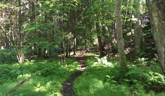 Trail at Sandøya - BREVIK