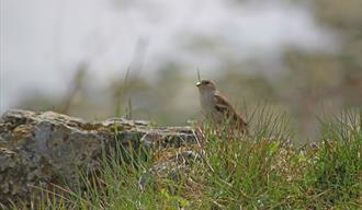 little bird