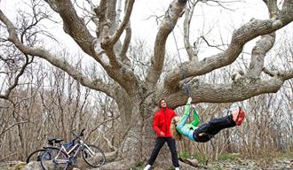 large tree on island Jomfruland