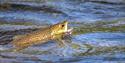 fish on the hook