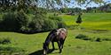 horse at Brekka Farm in Skien