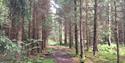 Path through the wood at Sandøya in Porsgrunn