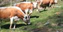 3 telemark cows
