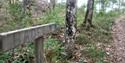 Follow the forest path (sign badebukta) along the Fjord and you´ll  discover some nice bathing gems!