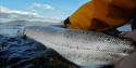 Sea Trout Fishing in Kragerø