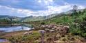 flock of sheep on the mountain