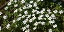 Wooden Anemones