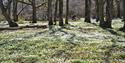 Wooden Anemones in the Oak forest