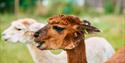 Alpaca at Svenseid Alpaca in Lunde