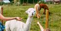 Alpaca at Svenseid Alpaca in Lunde