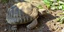 turtle at Brekka Farm
