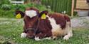 calf at Brekka Farm
