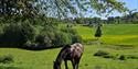 horse at Brekka Farm in Skien