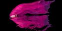 Here you see one of the pictures Torleif Lie has taken, this is a picture taken under water.