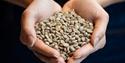 coffee beans before roasting