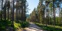 cycle path the cultural round runs through the forest in Drangedal