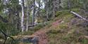 the path up to Bjørgefjell goes through forest terrain