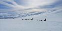 2 dog sleds on a trip through the winter landscape
