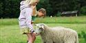 boy and girl feeding a sheep at Heddal bygdetun